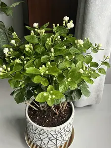 Home grown non-GMO white jasmine seeds, heirloom flower seeds for planting, fragrant flowering seeds for landscaping, pollinator gardens and ornamental borders, perfect for gift giving.