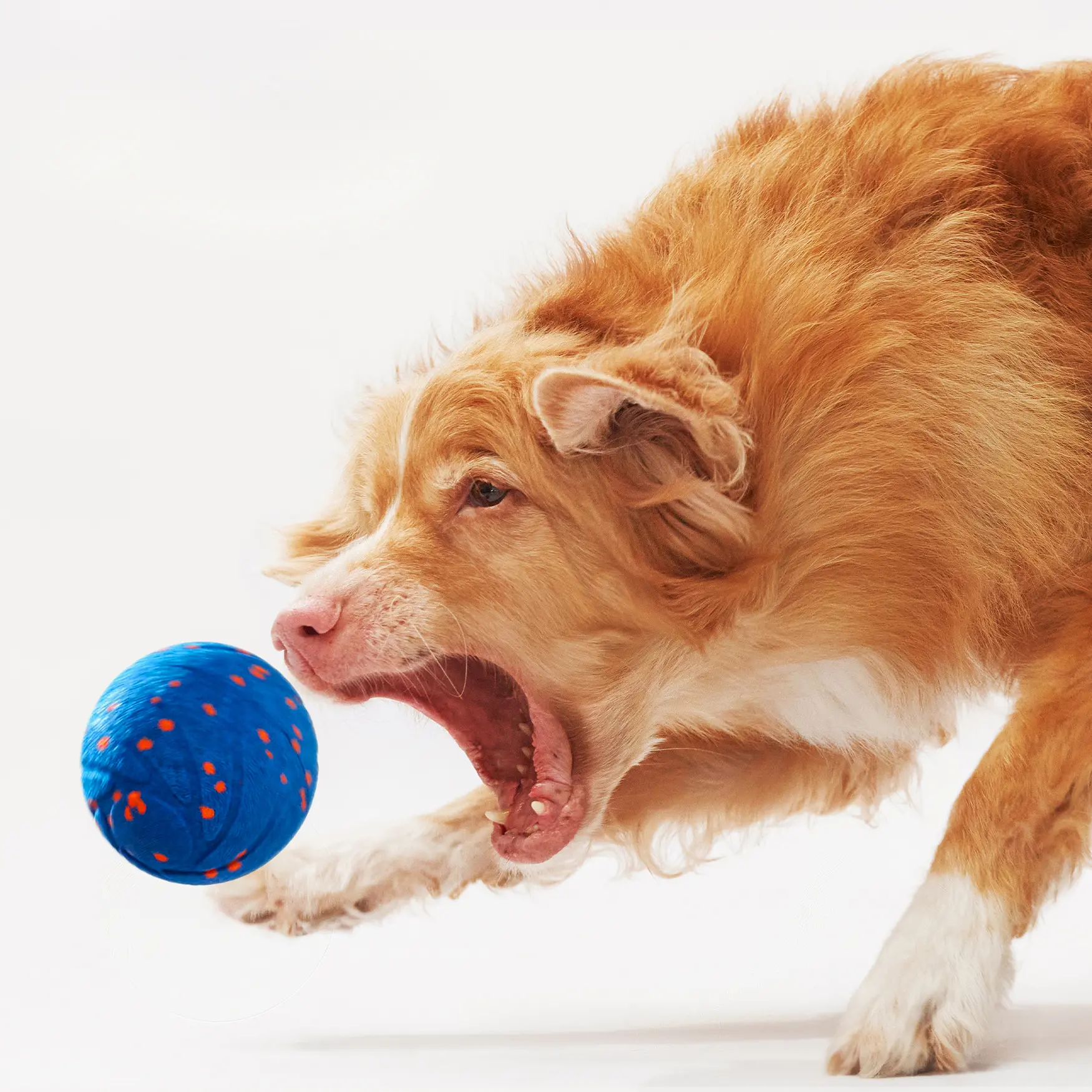 Cheerble Wicked Ball Air Automatic Fetch Dog Toy