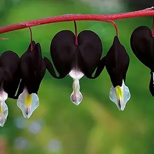 Black Dicentra Eximia-Wild Fringed Bleeding-Heart,Turkey-Corn 25 Seeds Flowering Plant Rare Showy Accent Plant Low-Maintenance