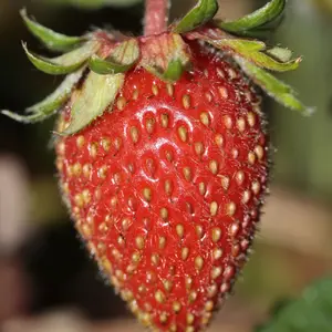 Heritage Strawberry Organic Seeds (Fragaria vesca) – Alpine strawberry with small, intensely sweet fruits. Perennial and easy to grow.