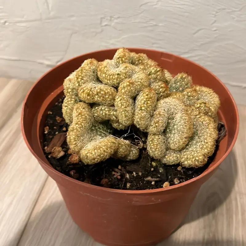 Mammillaria elongata cristata - Brain Cactus Live Succulent Plant for Indoor Home Decor
