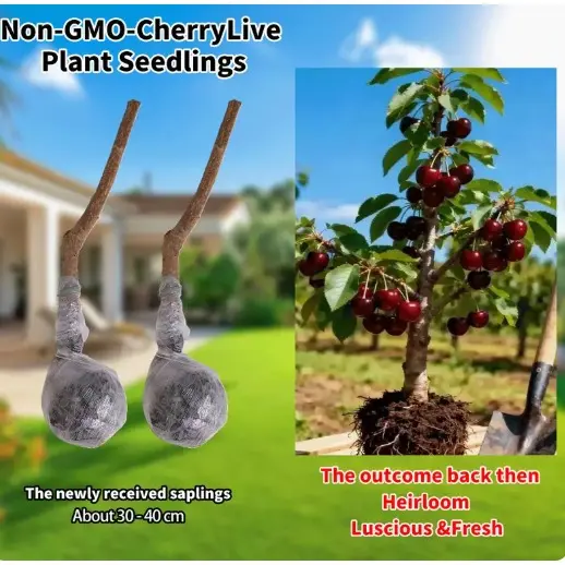two cherry trees