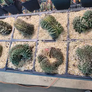 5" Tray Large Gymnocalycium Mihanovichii Crested Cristata Variegated Succulents Houseplants You Pick Live Cactus Plant for Gardening Personalized Selection