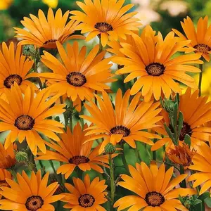 African Daisy Orange - 1000 Seeds
