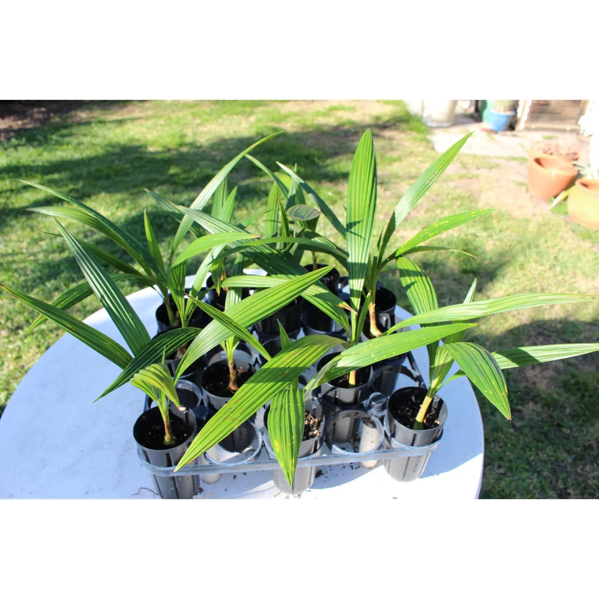 Seashore Palm - Live Plant in a 3 Gallon Pot - Allagoptera Arenaria - Cold Hardy Tropical Palm