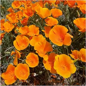 Seed Needs, California Orange Poppy Wildflower Seeds for Planting (Eschscholzia californica) - Heirloom & Open Pollinated, Orange Blooms Attract Butterflies & Bees