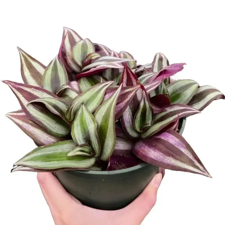 Tradescantia Nanouk - Pink Wandering Jew - Live Trailing Plant in 4" Pot