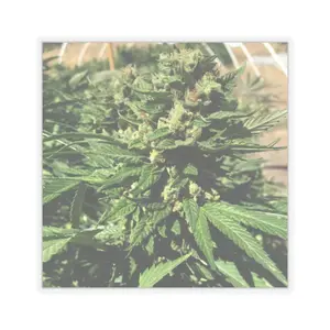 Cannabis Leaf Kiss-Cut Stickers, Cannabis Laptop Decals, Eco-Friendly Stickers, Stoner Gifts, Plant-Themed Decor