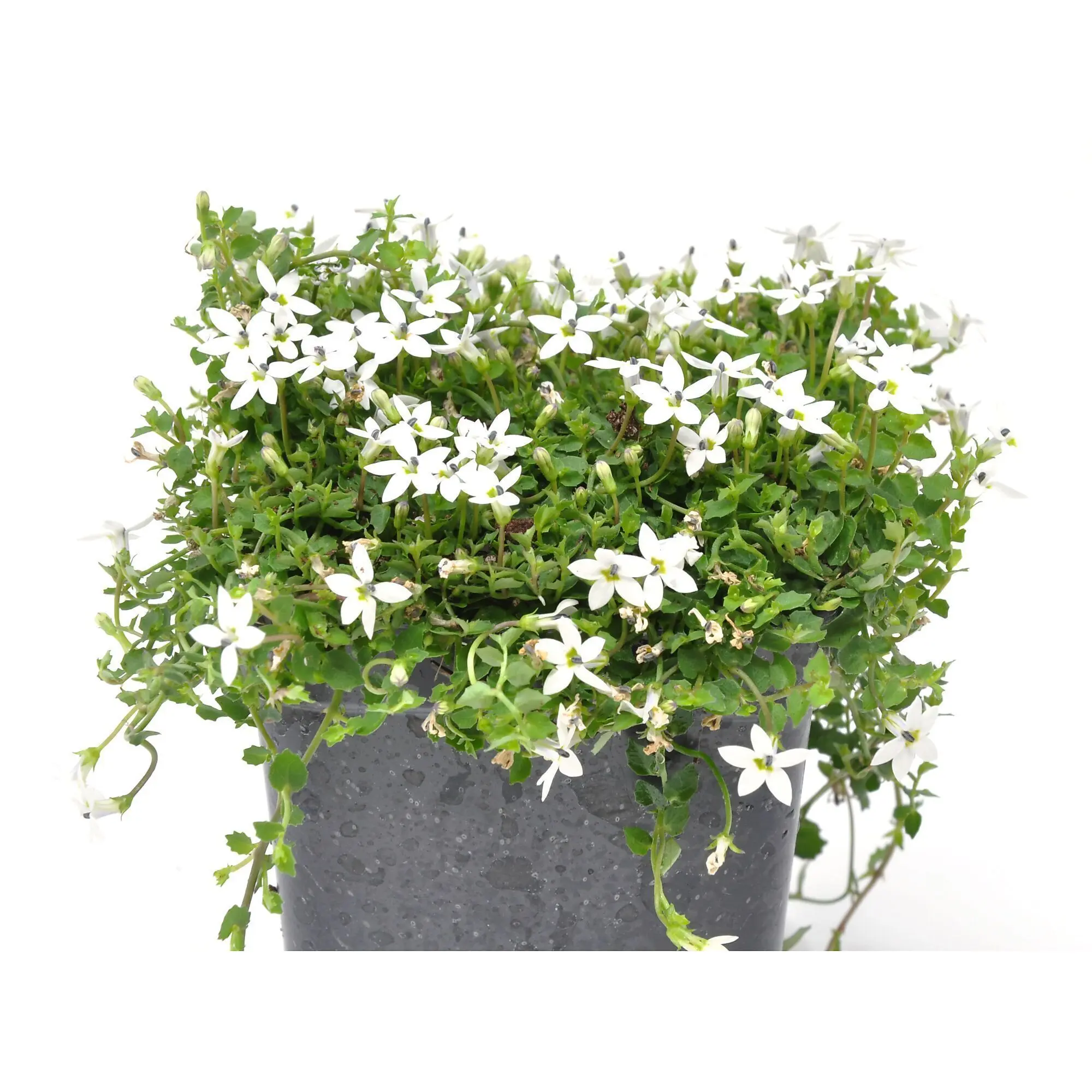 Isotoma fluviatilis, Pratia White, White Star Creeper