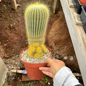 Parodia Yellow Tower 6 inch pot