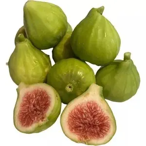 Ischia Fig Tree Self pollinating 10” Tall Had fully Roots With 4” Pot.