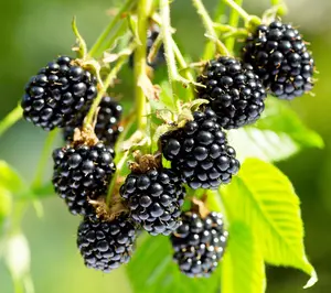 Arapaho Thornless BlackBerry Plant Live for Planting, Arapaho BlackBerry Fruit Live Plant, Thornless Blackberries Live Plant 5 to 6 Inch Tall