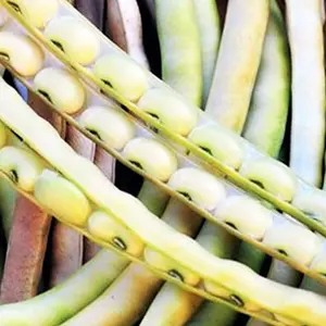 TomorrowSeeds - Top Pick Cream Pea Seeds -  Non GMO USA Vegetable Cow Cream Pea White Field Crowder Beans Cover Crop Green Bean Seed For 2024