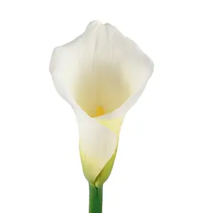 White Calla Lilies