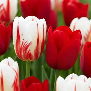 Holiday Mix Tulip Bulbs for Planting - Easy to Grow - Ships from Iowa