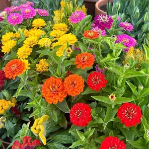 200 Pcs Zinnia Seeds for Planting – Assorted Garden Flower Seeds Suitable for Backyard Beds, Patio Containers and Landscape Borders, Decorative Summer Flowers for Home Gardening, Seeds Only Not Live Plants