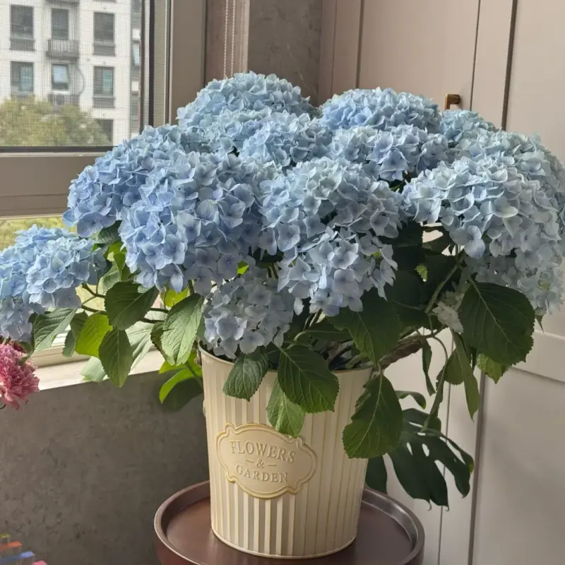 Live Hydrangea Bare Root Plant, Big Mophead Blue Hydrangea, Hardy Perennial Shrub For Garden & Patio