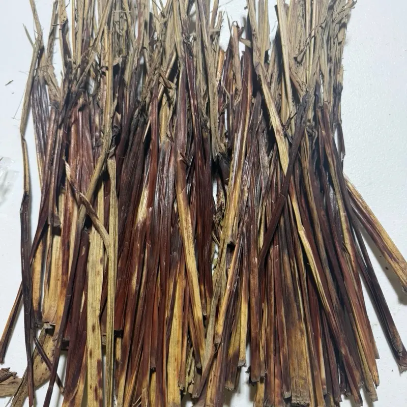 Waakye leaves Waakye leaves