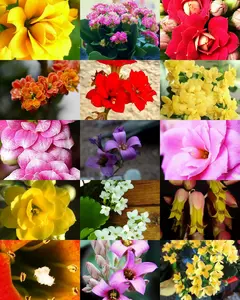 50 seeds FLOWERING KALANCHOE MIX rare plant exotic cactus flower succulents seed