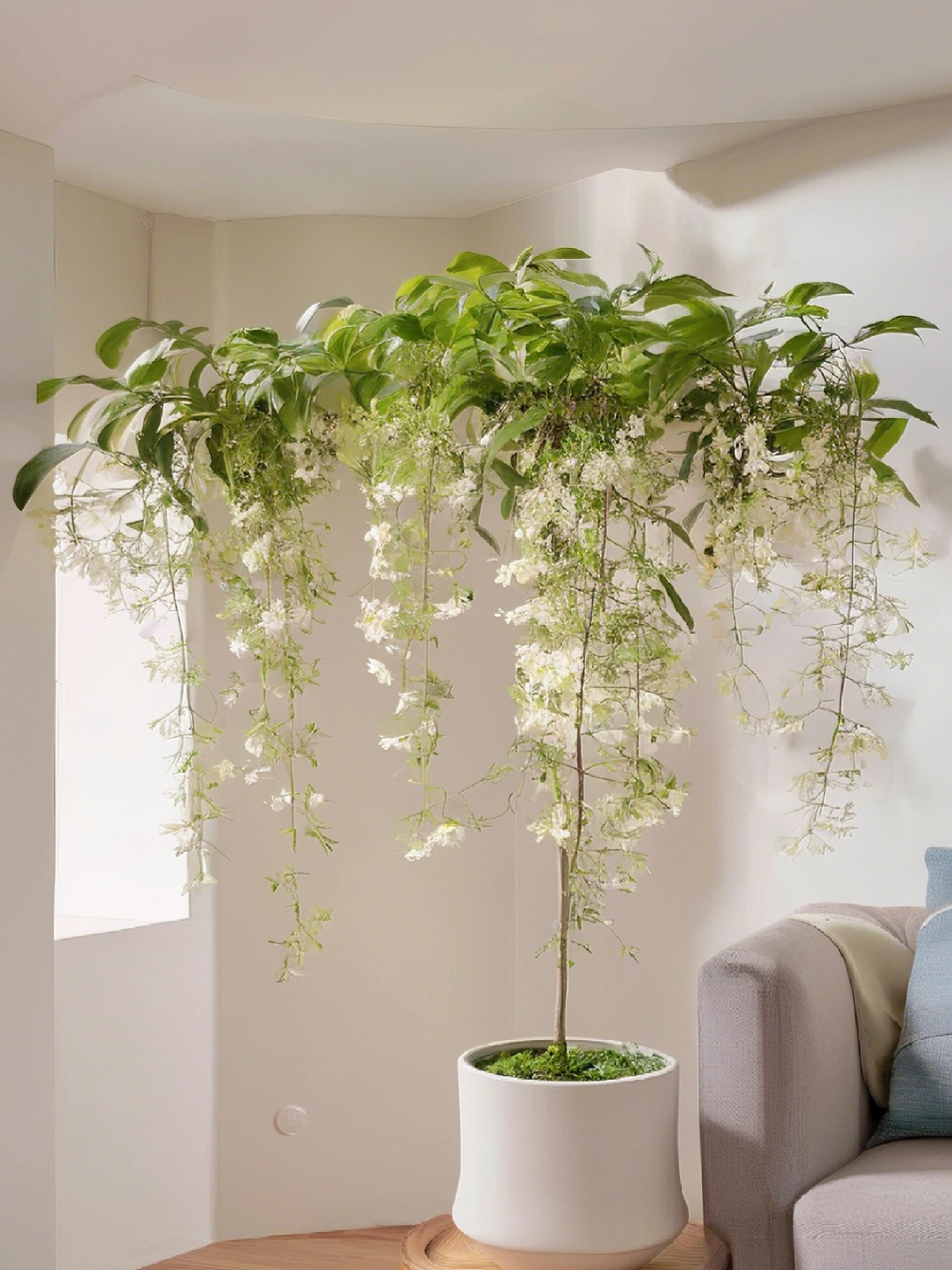 【BUY 2 GET 1 FREE】Trailing Jasmine Seeds Bridal Veil High Germination Rate Nodding Clerodendron Easy to Grow Long Lasting Aroma for Home Garden Fragrant Blooms Rare Cascading Jasmine Perfect for Balconies & Indoor Pots