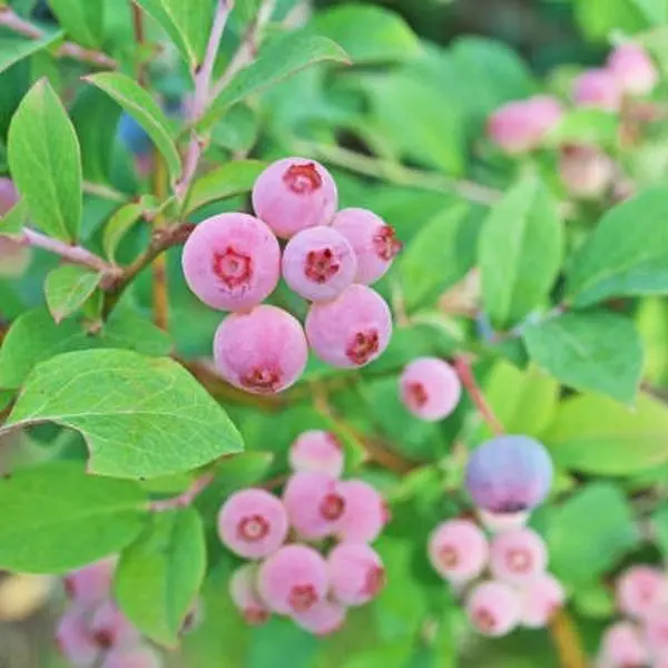 Pink Lemonade Blueberry Live Starter Plug Grow Your Own Blueberries