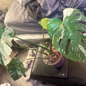 Monstera Thai constellation mature