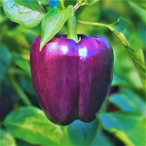 TomorrowSeeds - Purple Beauty Sweet Bell Pepper Seeds -  Majestic Violet Belle Star California Chile Non GMO Vegetable Seed For 2024