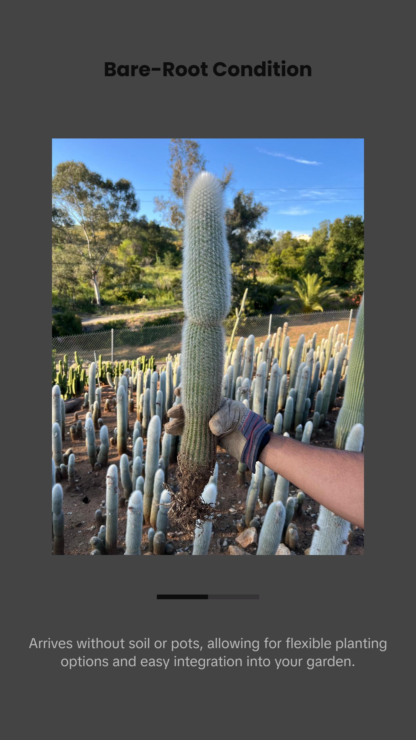 Silver Torch Cactus - Cleistocactus Strausii