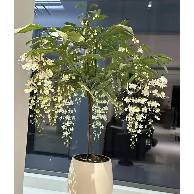 100pcs Hanging Jasmine Seeds Evergreen Fragrant Vine Easy to Grow