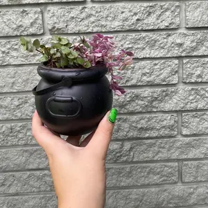 Live plant cauldron & pumpkins