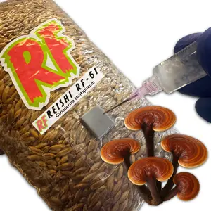 Reishi (Ganoderma Multipileum) Grain Spawn