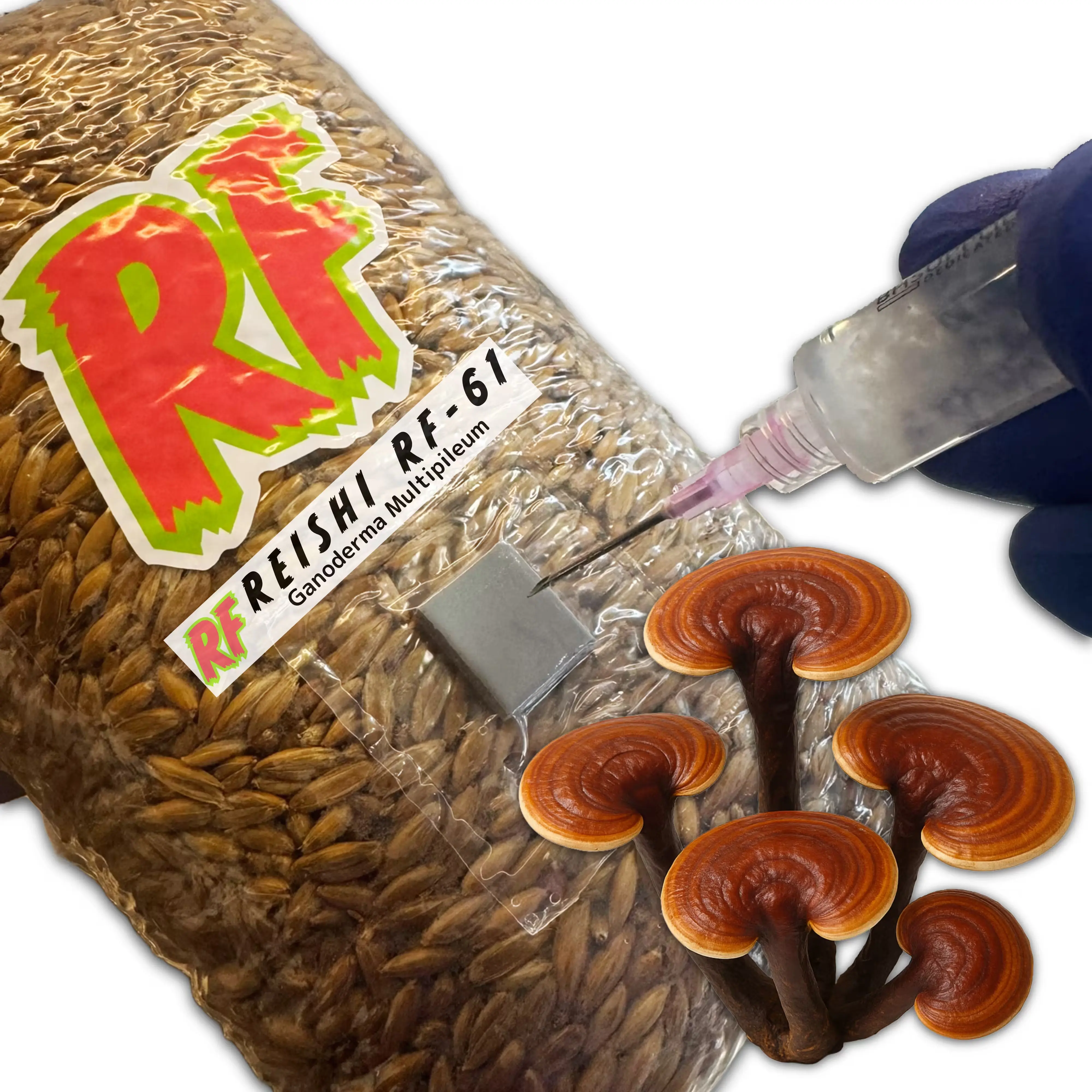 Reishi (Ganoderma Multipileum) Grain Spawn