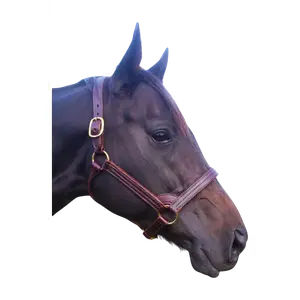 TS Stallion Leather Halter