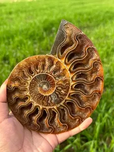 1pc Large Ammonite Plate Conch Snail Statue | Stone, Decorative Sculptures, Intricate Spiral Design, Ideal for Home Decor & Collection, Unique Gift for Nature Lovers, for Home Decor Accent | Spiral Pattern, Detailed Craftsmanship