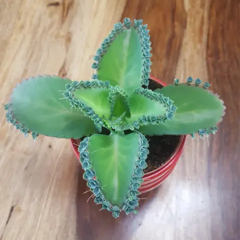 rare succulent plants Adromischus Hattori | Live Succulent Plant main image 0