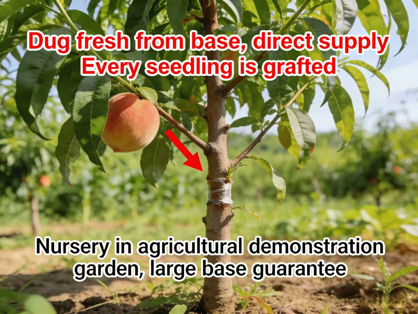 Sweet Honey Peach Tree Sapling | Homegrown Fruit | Self-Fertile Variety | Sturdy Root System | Ideal for Backyard Gardens & Outdoor Planting | Easy to Care For | Suitable for Gardeners & Beginners Sweet Honey Peach Tree Sapling | Homegrown Fruit | Self-Fertile Variety | Sturdy Root System | Ideal for Backyard Gardens & Outdoor Planting | Easy to Care For | Suitable for Gardeners & Beginners