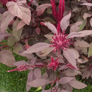 Round Form Red Amaranth Rau Den Bhaji Heirloom Seeds, 2 Pack x 2500 Seeds, Full Sun Nutrient-Rich Variety for Home Gardening Year-Round Fresh Harvest