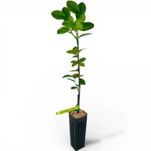 US Citrus Nursery Thornless Key Lime Tree – Mexican Lime, No Thorns, Live Citrus Plant, Indoor Outdoor Fruit Tree, Easy Grow