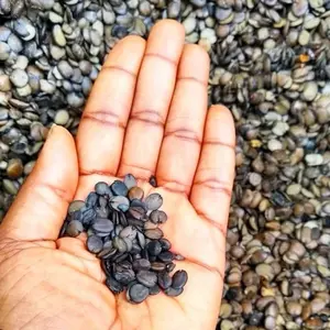 Dried iru woro (5oz) Traditional locust beans Flavor Dried iru woro (5oz) Traditional locust beans Flavor