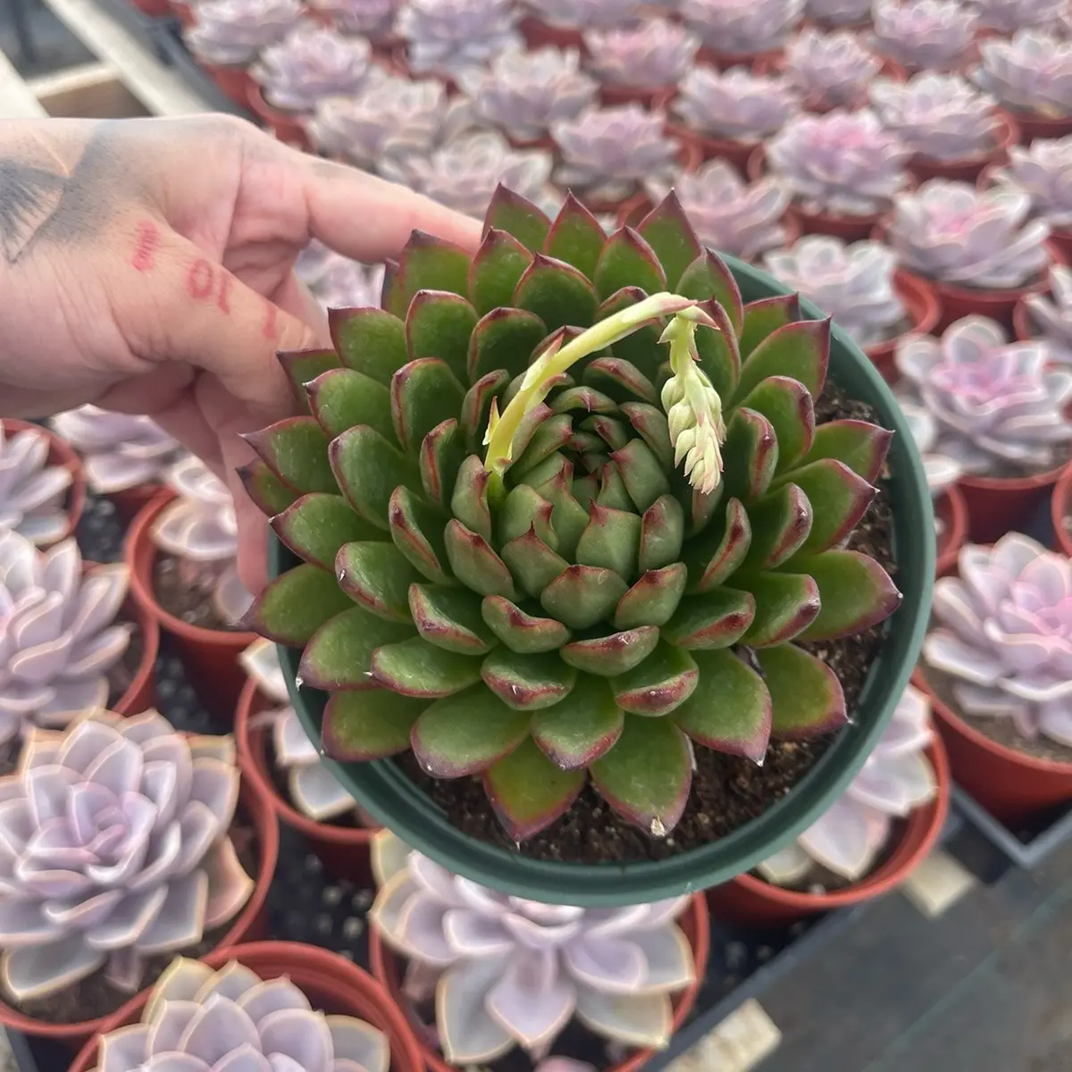 6” agavoides