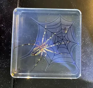 75mm Real Wasp Spider on Web w/Fly in Crystal Clear Lucite Resin Specimen Preserved Argiope Bruennichi Arachnoids Taxidermy Crafts Collection Decor