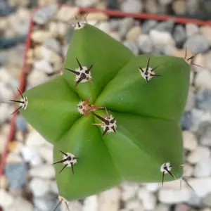 Polaskia chichipe