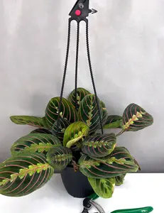 Maranta Red