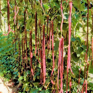 TomorrowSeeds - Red Noodle Yard Long Bean Seeds -  Asparagus, Beans, Chinese, Red Brown Beans Purple Pole Asian Vegetable Seed 2024 Season