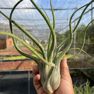 Live Mini Tillandsia Air Plant Bouquet Fairy Style Easy Care Pet Friendly Indoor Hanging Decor Gift No Soil No Stress Grows Without Soil Spray Water Every 3 Days Effortless Care Decor Ready Design Fresh Natural Touch For Desk Shelf Or Windowsill