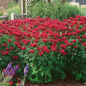 Outsidepride 500 Seeds Perennial Monarda Didyma Scarlet Bee Balm Herb & Flower Seeds for Planting