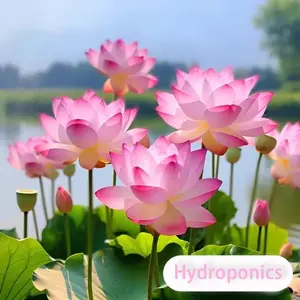60 Pcs Rare Exotic Bonsai Lotus Seeds Kit - Vibrant Mixed Colors for Indoor/Outdoor Water Gardens | Grow Stunning Water Lilies, Willow & Pomegranate Plants | Organic Non-GMO, Beginner-Friendly DIY Gardening Gifts
