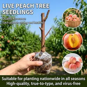 Live Peach Tree Sapling, Fruiting Variety, Perfect for Yard Planting & Potted Cultivation, 17–19 Inches Tall, Robust Premium Seedling.