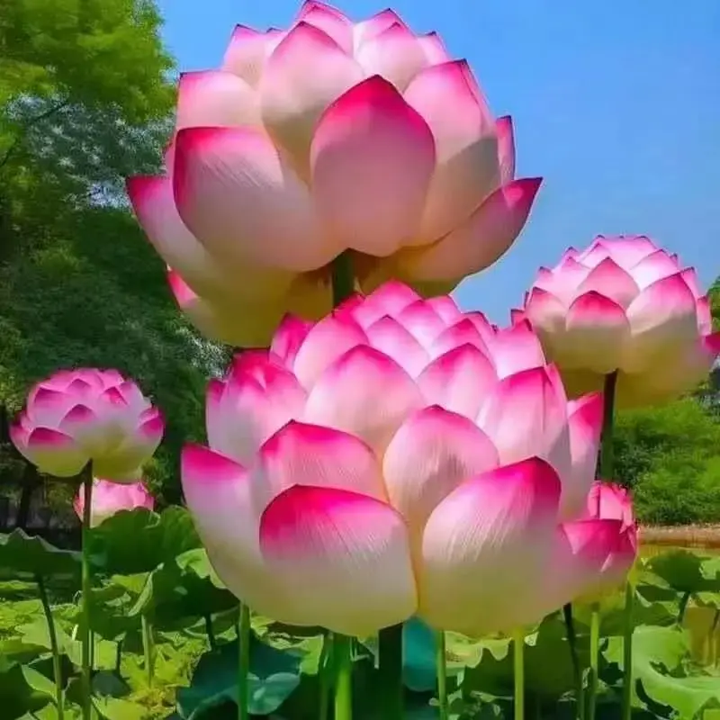 20 Giant Ornamental Water Lily Seeds - Non-GMO Aquatic Plant for Hydroponic Growing System, Both Indoor/Outdoor Use, Large Blooms, Partial Shade Tolerant, Easy to Grow