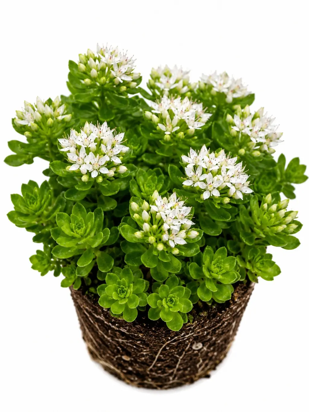 Larinem Park Woodland Stonecrop (Sedum ternatum) Live Plug – Shade-Loving Native Groundcover Perennial – White Star Flowers – Easy-Care Starter Plant